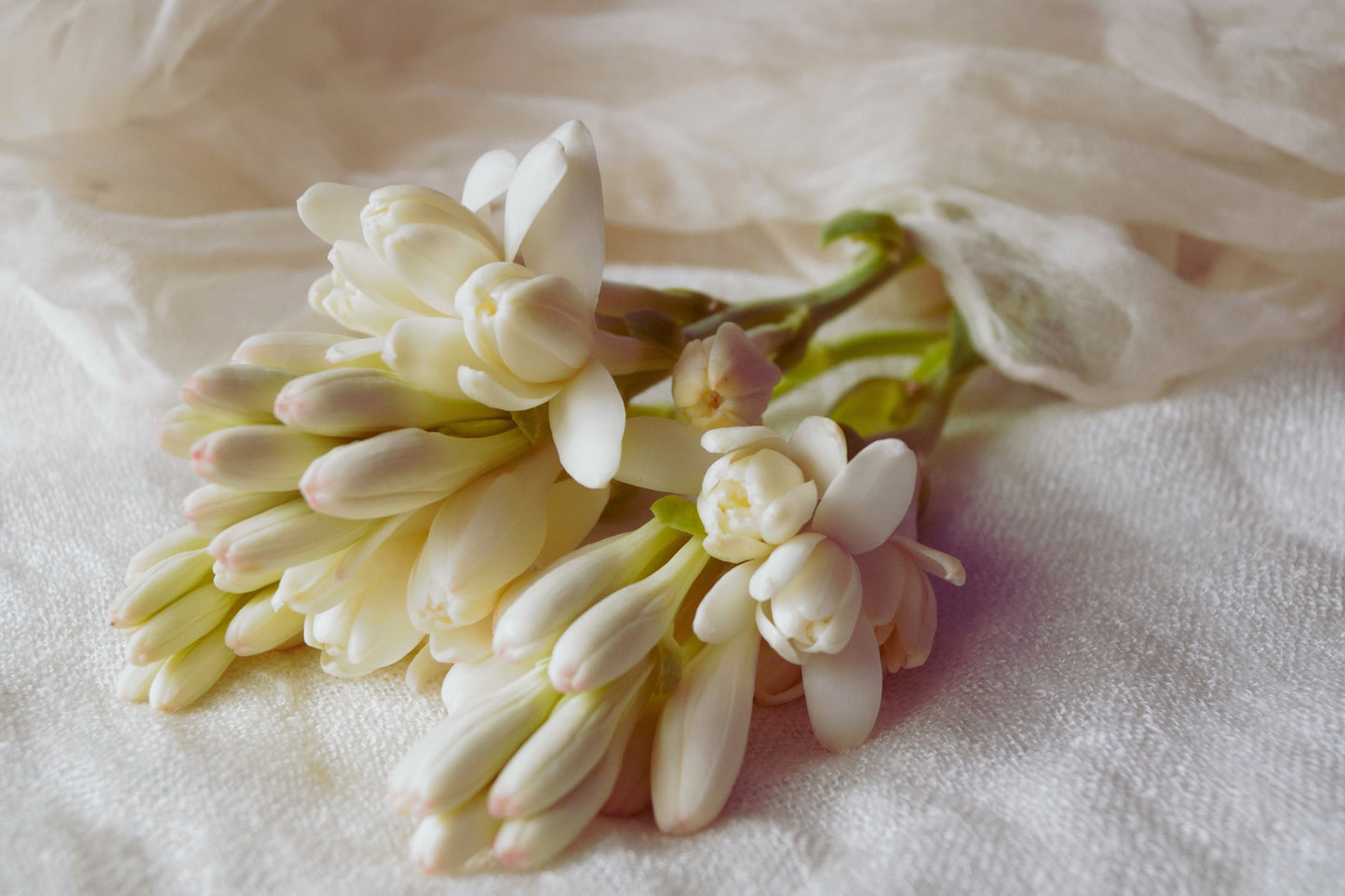 Fragancia ORANGE BLOSSOM & TUBEROSE