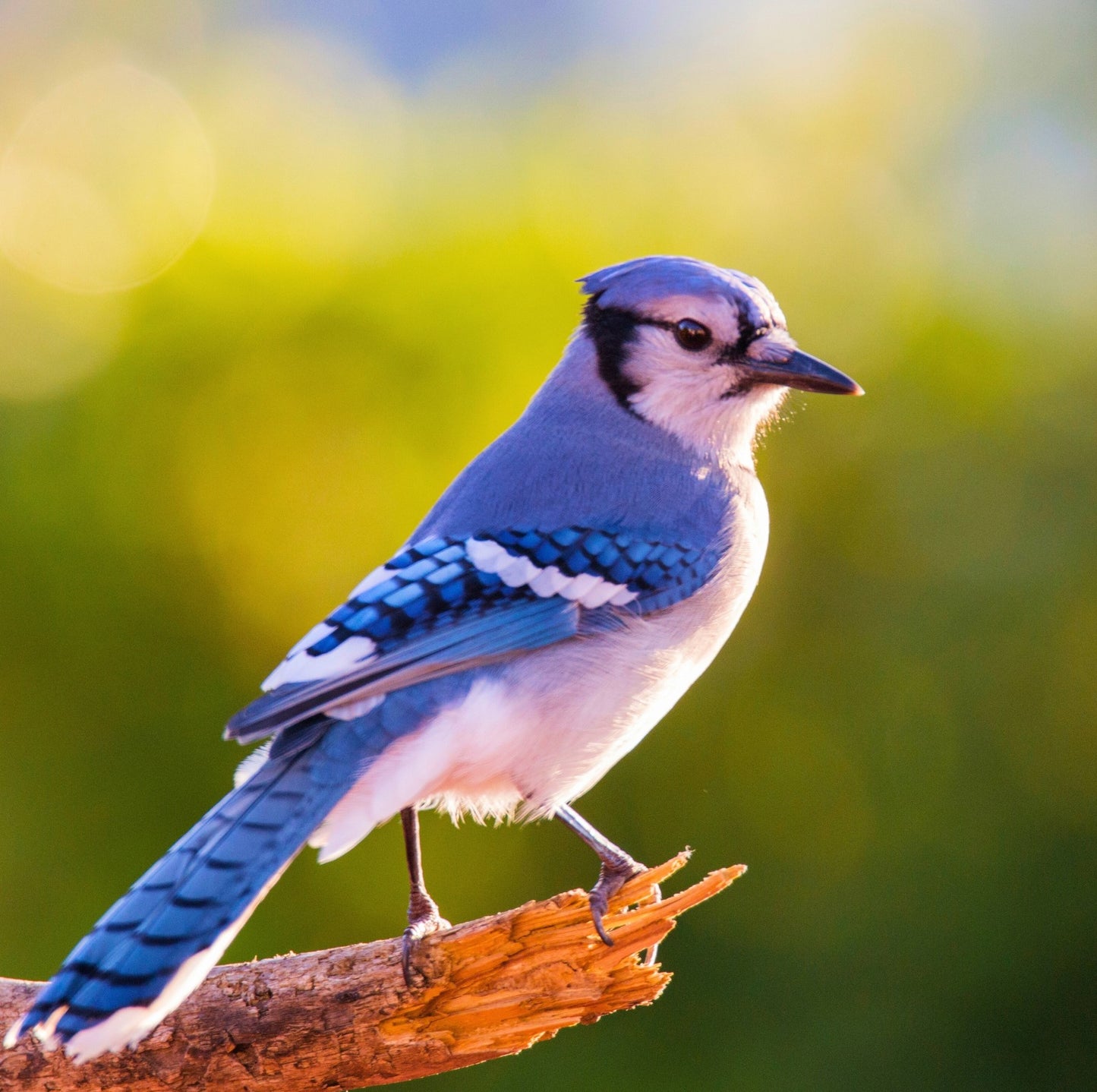 Colorante para velas Blue Bird