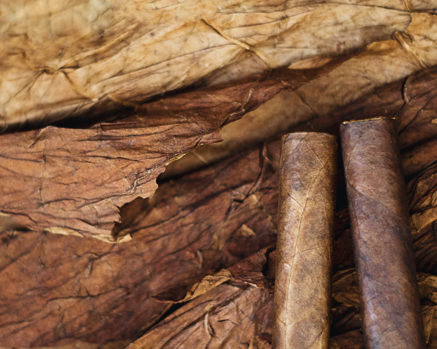 Fragancia TOBACCO & OAK