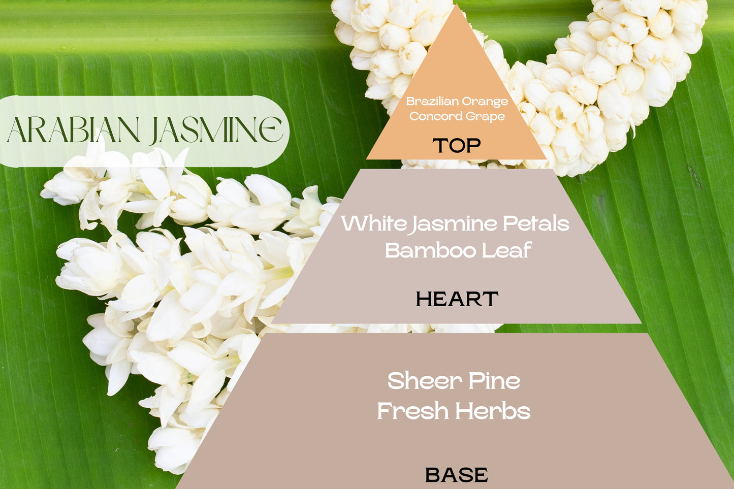 Fragancia ARABIAN JASMINE