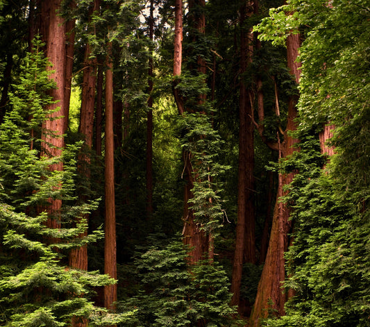 Fragancia BLACK FOREST (UFI free)