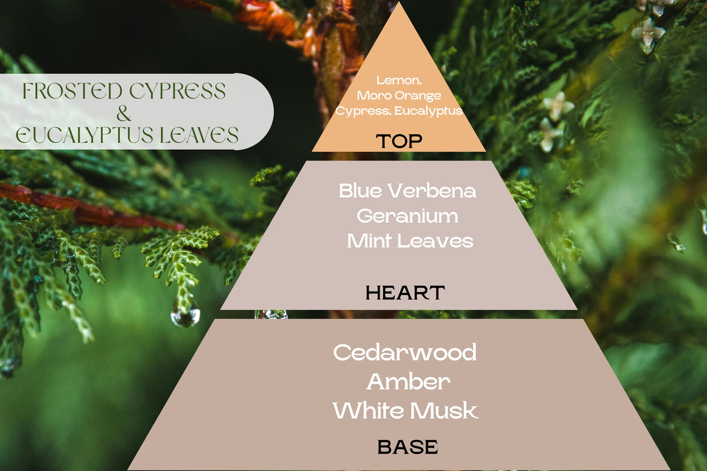 Fragancia FROSTED CYPRESS & EUCALYPTUS LEAVES (UFI free)
