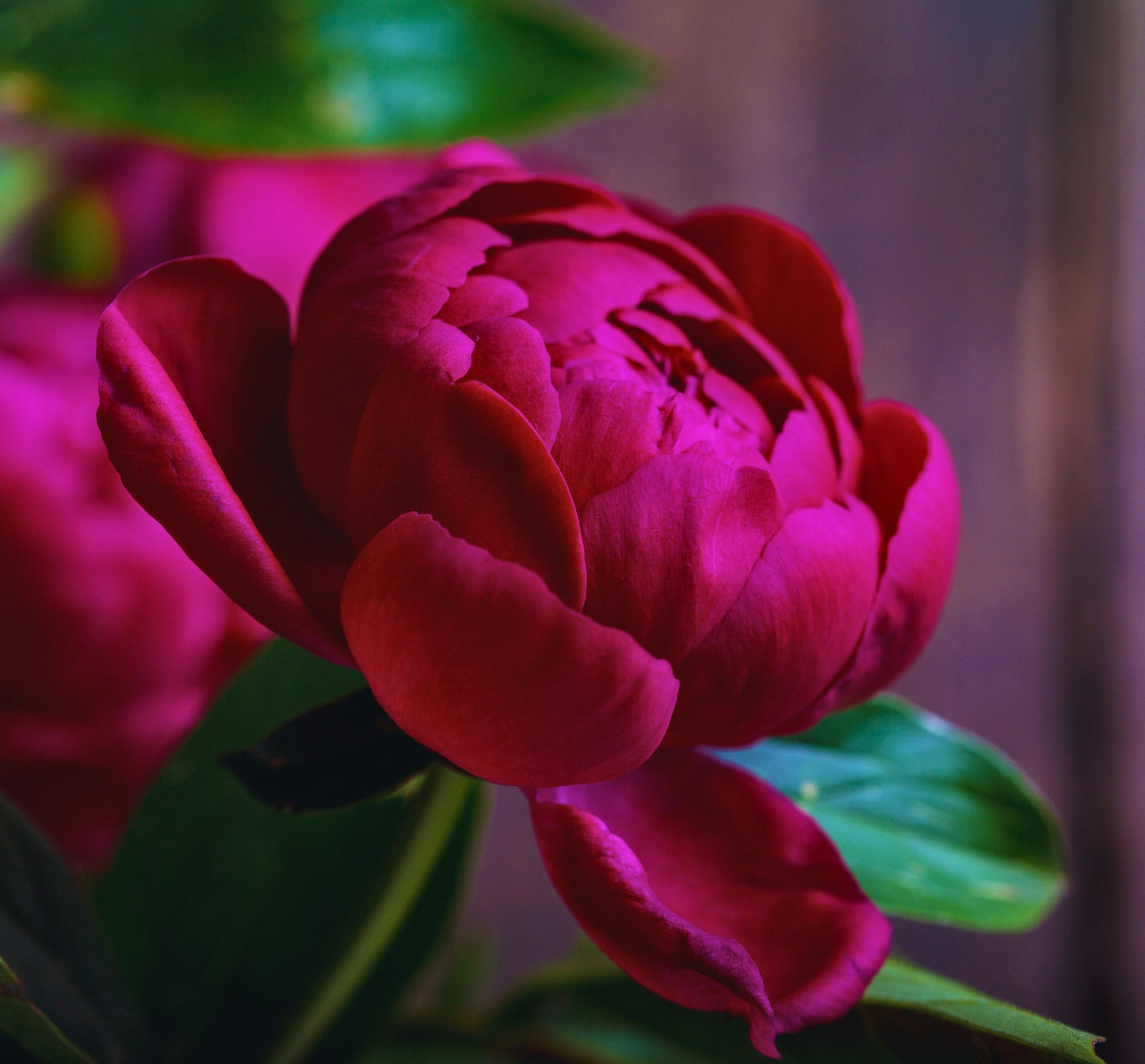 Fragancia PEONY BLUSH & SUEDE Type (UFI free)