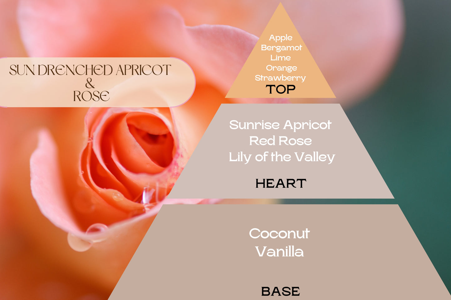 Fragancia SUN DRENCHED APRICOT & ROSE (UFI free)