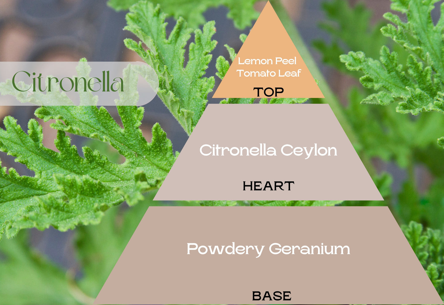 Fragancia CITRONELA (UFI free)