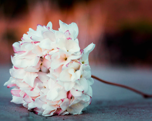 Fragancia ANDALUSIAN JASMINE