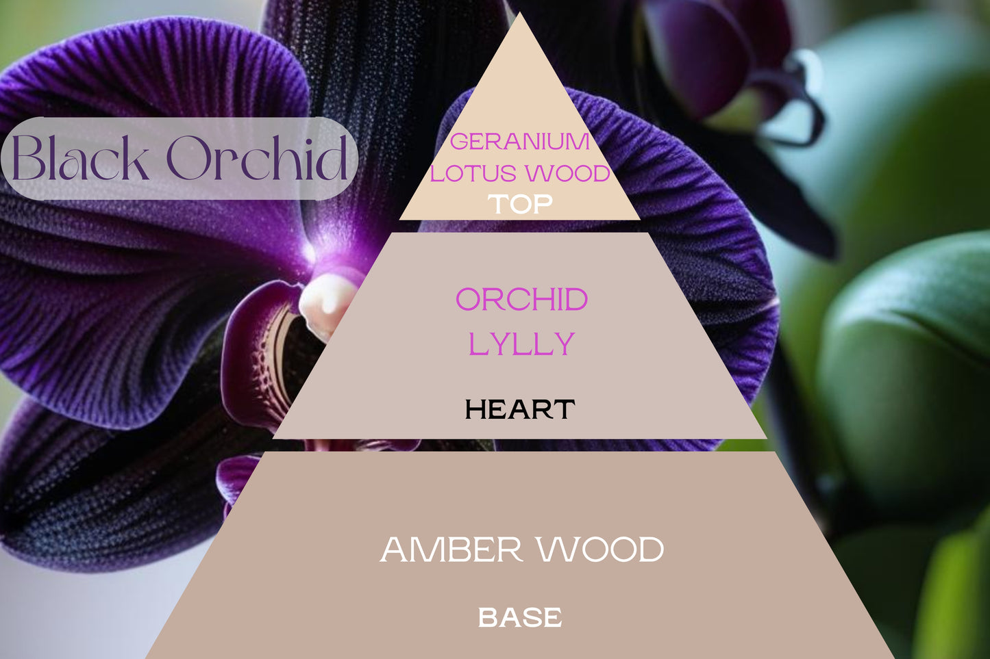 Fragancia BLACK ORCHID