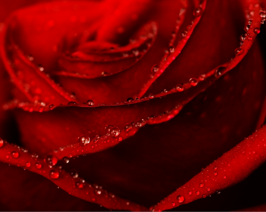 Fragancia VELVET ROSE